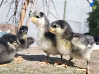 Shamo chickens — photo 6