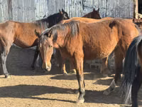 Mare, Kyrgyz Horse — photo 6