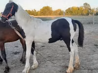 Айғыр, Friesian — 1-сурет