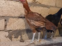 Chickens — foto 4
