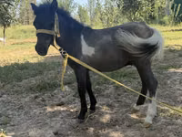 雌馬, Australian Pony — 写真 1