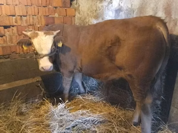 Taureau, Vache limousine