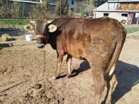 母牛, Swiss cattle — 照片 3