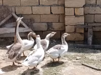 Geese — foto 5