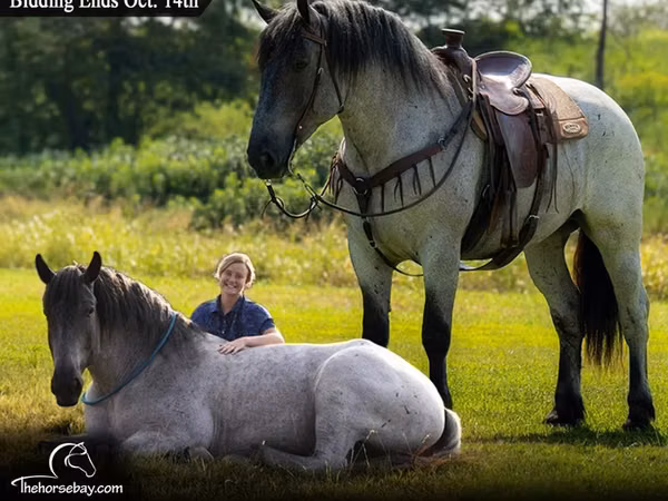 Cheval, Percheron
