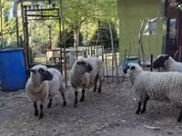 Baran, Shroshire sheep — zdjęcie 5