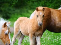 Otlar (partiya, jinsi ko‘rsatilmagan), Shetland Pony — 2-rasm