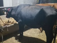 गाय, मवेशी — फ़ोटो 4