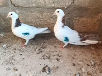 Salam gördüyünüz Qusdar satılır her ikisidə mayadi birinin uçuşu var — 照片 2