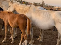 Atlar (parti, cinsiyet belirtilmedi), Horse breed — foto 8