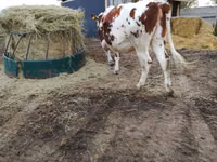 母牛, Simmental cattle — 照片 3