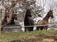 Kısrak, Rocky Mountain Horse — foto 3