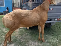 كبش, Arashan sheep — الصورة 3