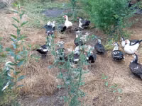 Ducks — 1-rasm