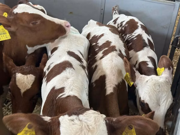 Skot (série, pohlaví neuvedeno), Simmental cattle