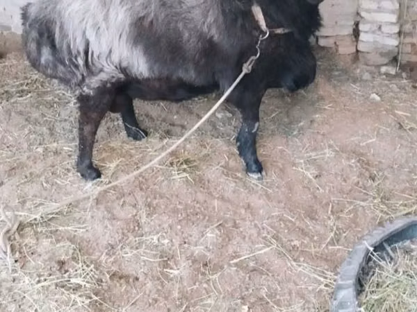 Bélier, Moutons