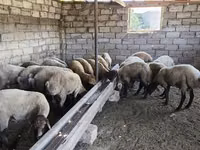 公羊, Sheep — 照片 5