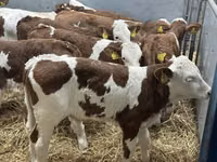 Skot (série, pohlaví neuvedeno), Simmental cattle — foto 1
