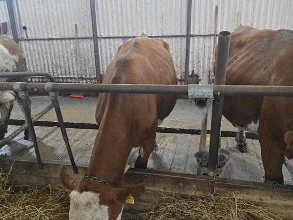 母牛, Simmental cattle