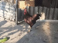Australorp — zdjęcie 2