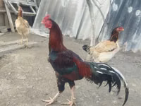 Chickens — الصورة 1