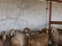Owca, Owce — zdjęcie 1