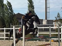 Бие, Friesian sport horse — 1-сурет