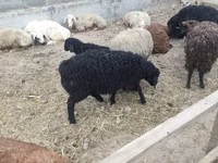 Brebis, Moutons — photo 8