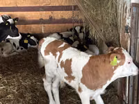 Cattle (batch, sex not specified), Simmental cattle — photo 4