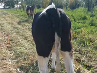 गाय, Russian Black pied cattle — फ़ोटो 3
