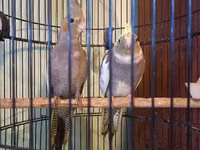 Məhsul: Nimfa (Cockatiel) cütü – qıf və aksesuarlarla birlikdə — foto 2