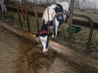 காளை, Russian Black pied cattle — புகைப்படம் 1