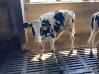 İnek, Holstein ırkı — foto 1