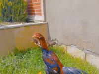 Chickens — Foto 3