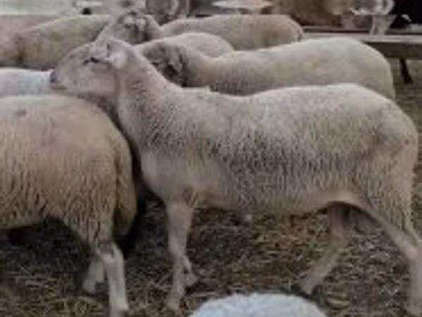 Bélier, Moutons