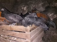 Yapon Bantam — 2-rasm