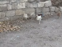Chickens — Foto 2