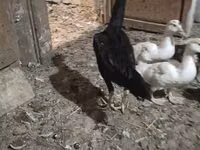 Chickens — 写真 3