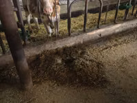 Krava, Simmental cattle — foto 5