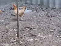 Chickens — ფოტო 2