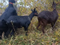 பெண் வெள்ளாடு, Murcia-Granada goats — புகைப்படம் 5