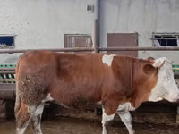 ძროხა, Simmental cattle — ფოტო 3