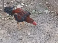 Chickens — foto 2