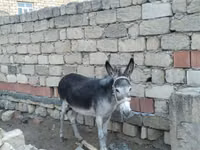 Koně (série, pohlaví neuvedeno), Koně — foto 2