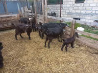 Chèvre, Damask goat — photo 8
