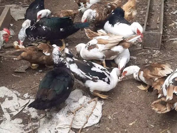 Canard musqué domestique — Azerbaïdjan