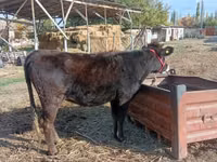 Krowa, Swiss cattle — zdjęcie 3