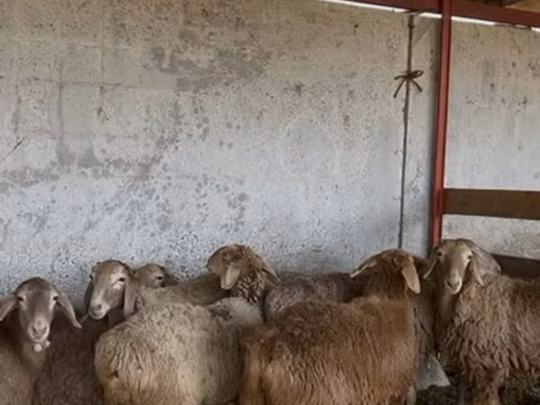 Owca, Owce
