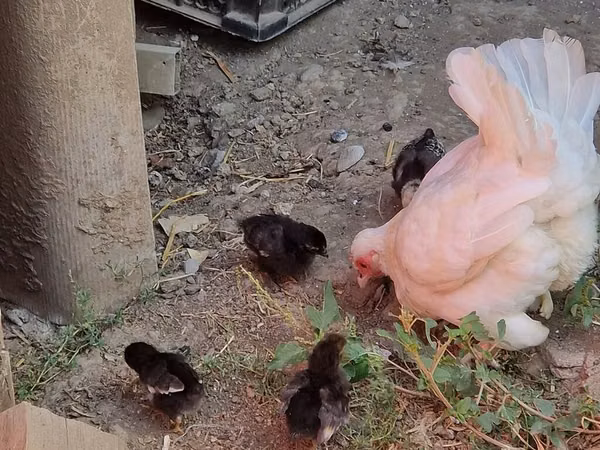 Chickens
