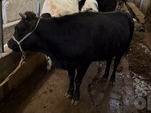 Vaca, Bovinos